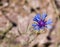 Cornflower Against Light Background with Copy Space