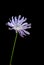 Cornflower on black background