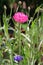 Cornflower blooming close - up view