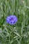 Cornflower blooming close - up view