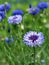 Cornflower blooming close - up view