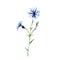 Cornflower, blossomed floral plant. Realistic field bluebottle. Hand drawn illustration isolated on a white background