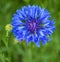 Cornflower blue