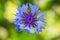 Cornflower. Blue flower closeup photo