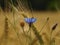 Cornflower blue , ripe corn in the background