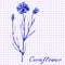 Cornflower. Botanical drawing on exercise book background