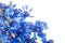 Cornflower. Bouquet of wild blue flowers.