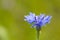 Cornflower - Centaurea