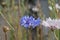 Cornflower (Centaurea cyanus)