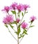 Cornflower (Centaurea jacea)
