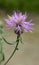 Cornflower Centaurea jacea blooms in a meadow among grasses