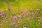 Cornflower (Centaurea jacea) flowers on meadow