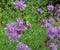 Cornflower Centaurea scabiosa blooms among herbs