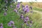 Cornflower Centaurea scabiosa blooms among herbs