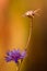 Cornflower close-up