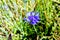 Cornflower close up. Blue flower macro photo