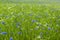 Cornflower field background