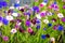 Cornflower field of blue, pink, red, white, purple flowers