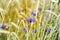 Cornflower flower blooms and wheat ears