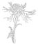 Cornflower flower Sketch Floral Botany