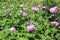 Cornflower garden pink blooms on a summer sunny day