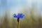 Cornflower on the gradient background