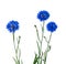 Cornflower Herb or bachelor button flower isolated on white.