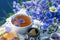 Cornflower herbal tea in white cup on white crochet napkin on table outdoors, healthy cornflower drink