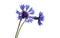 Cornflower isolated