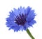 Cornflower isolated on white without shadow