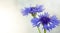 Cornflower light background with beautiful bokeh close up. Beautiful blooming flowers. Copy space. Soft focus.