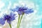 Cornflower light background with beautiful bokeh close up. Beautiful blooming flowers.Soft focus.