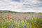 Cornflower meadow in the foothills of the Crimea.