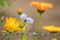 Cornflower with wasp, on the background blurry orange flowers an barbed wire