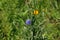 Cornflower in wild countryside garden. Blooming wildflower in sunny summer meadow. Biodiversity and landscaping garden flower beds