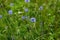 Cornflower in wild countryside garden. Blooming wildflower in sunny summer meadow. Biodiversity and landscaping garden flower beds