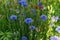 Cornflower in wild countryside garden. Blooming wildflower in sunny summer meadow. Biodiversity and landscaping garden flower beds