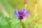 cornflower is a wild field herb with blue purple flowers in full bloom. cornflower latin. centaurea cyanus is a genus of herbace