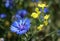Cornflower - wild flower in the summer. Blue and yellow wildflower.