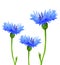 Cornflowers