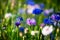 Cornflowers, Asteraceae in the meadow