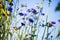 Cornflowers, Asteraceae in the meadow