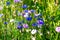 Cornflowers, Asteraceae in the meadow