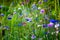 Cornflowers, Asteraceae in the meadow