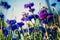 Cornflowers, Asteraceae in the meadow