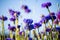 Cornflowers, Asteraceae in the meadow