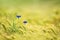 Cornflowers in a barley field