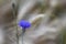 Cornflowers in barley field