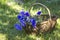 Cornflowers in a basket