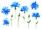 Cornflowers. Blue beautiful flowers. Hand drawn watercolor illustration. Isolated on white background